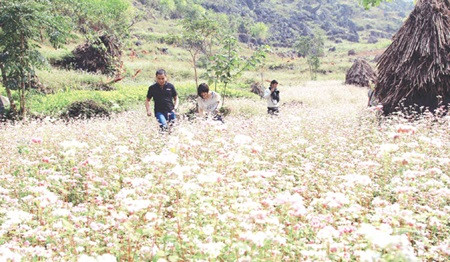 Buckwheat buds spur tourism ảnh 1 Buckwheat buds spur tourism ảnh 1