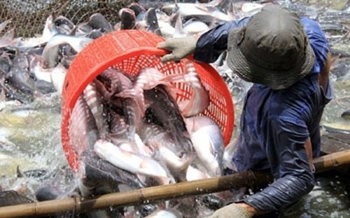 All catfish exports to US subject to examination ảnh 1