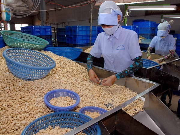 More progress seen in handling suspected cashew nut scam in Italy ảnh 1 More progress seen in handling suspected cashew nut scam in Italy ảnh 1