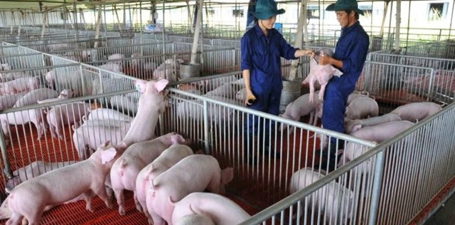 Higher animal feed price causes difficulties for livestock industry: MARD ảnh 1 Higher animal feed price causes difficulties for livestock industry: MARD ảnh 1