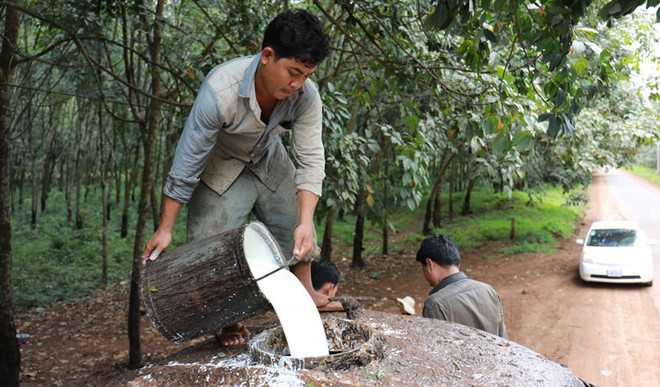 Cambodia gains 77 million USD from rubber, rubberwood exports ảnh 1