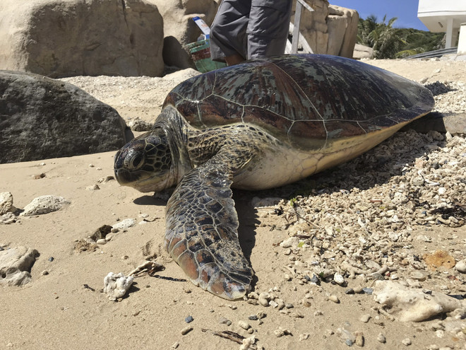 Ninh Thuan: Endangered sea turtle trapped by fishing net set free ảnh 1 Ninh Thuan: Endangered sea turtle trapped by fishing net set free ảnh 1