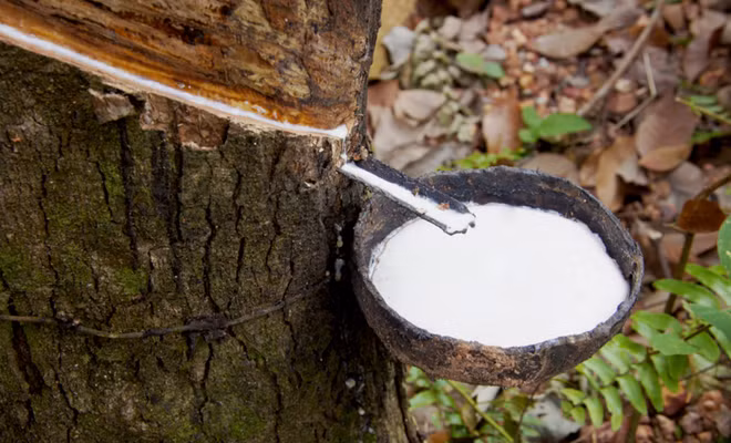 Vietnam – RoK’s third biggest rubber supplier ảnh 1