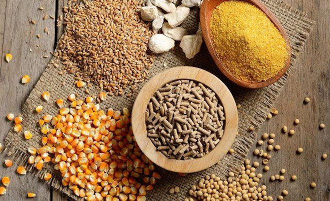 Over 9 bln USD spent on import of animal feed raw materials ảnh 1