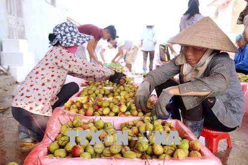 Vietnam, China to enhance trade on farm produce ảnh 1