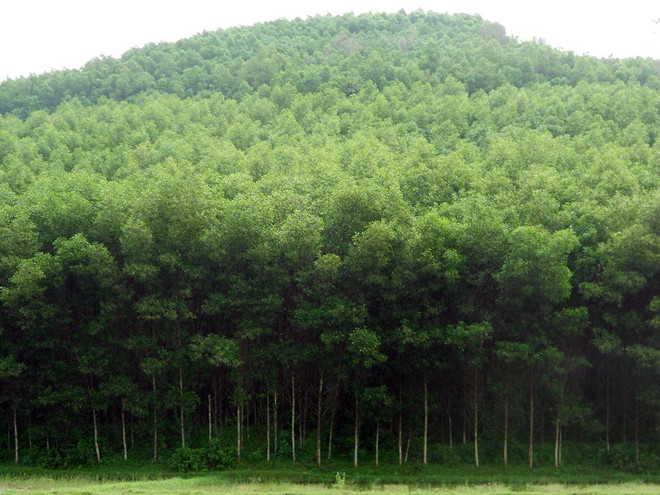 Germany funds forest biodiversity project in Thua Thien-Hue ảnh 1 Germany funds forest biodiversity project in Thua Thien-Hue ảnh 1