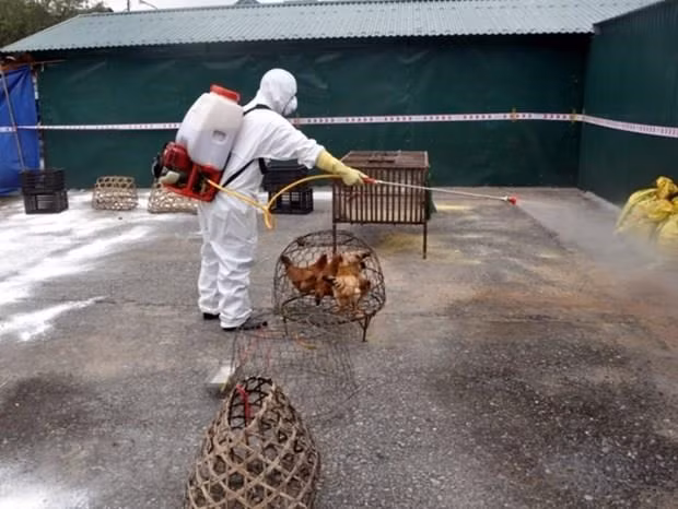 A/H5N6 avian flu outbreak reported in Lang Son ảnh 1
