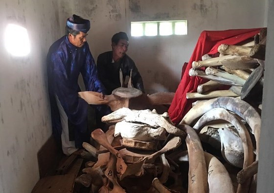Ly Son Island to restore giant whale skeleton ảnh 1 Ly Son Island to restore giant whale skeleton ảnh 1