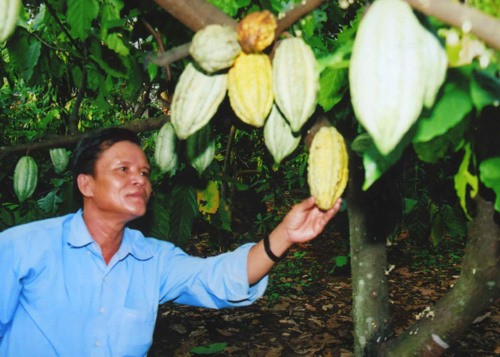 Cocoa to be grown with cashew trees ảnh 1
