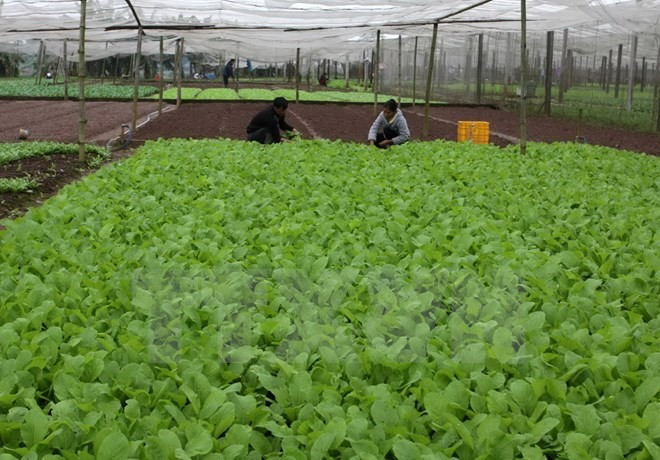 Food safety a priority for local, export markets: experts ảnh 1