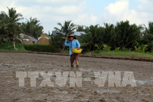 Southern Winter-Spring rice crop area down due to floods ảnh 1
