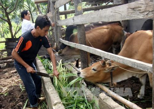 Tien Giang to step up sustainable poverty reduction ảnh 1