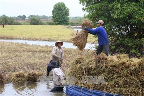 Farmers earn high profits from clean shrimp-rice cultivation ảnh 1 Farmers earn high profits from clean shrimp-rice cultivation ảnh 1