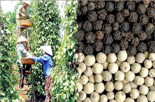 Vietnam's pepper faces stern quality challenge ảnh 1