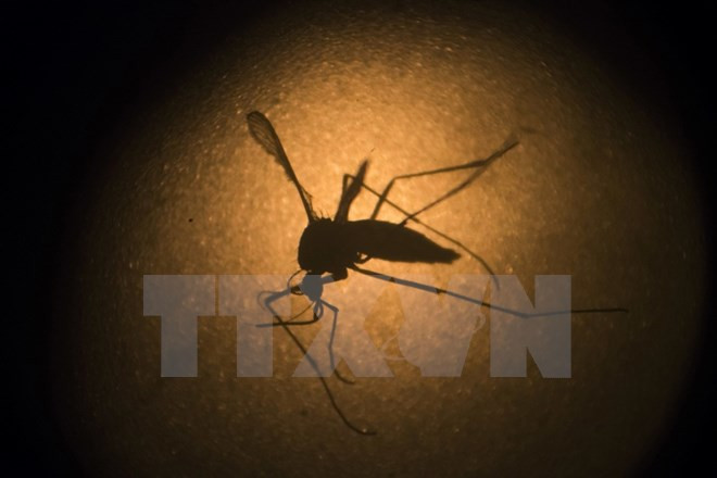 Health Ministry warns of yellow fever ảnh 1