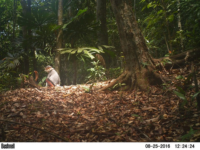 Camera traps snap endangered species ảnh 1