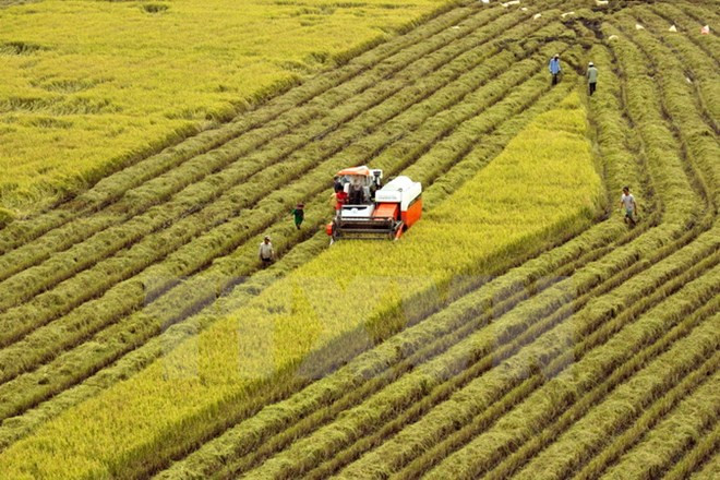 Tra Vinh aims for 10,000 ha of large-scale rice fields in 2020 ảnh 1