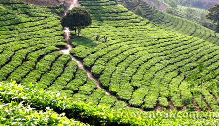 Yen Bai develops agro-forestry-fishery product processing ảnh 1 Yen Bai develops agro-forestry-fishery product processing ảnh 1