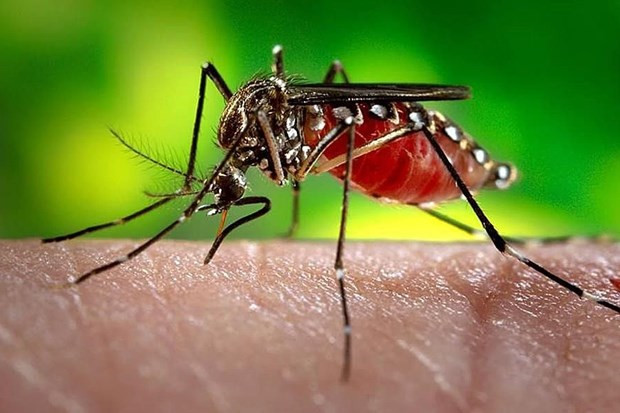 Dengue cases in Laos keep increasing ảnh 1