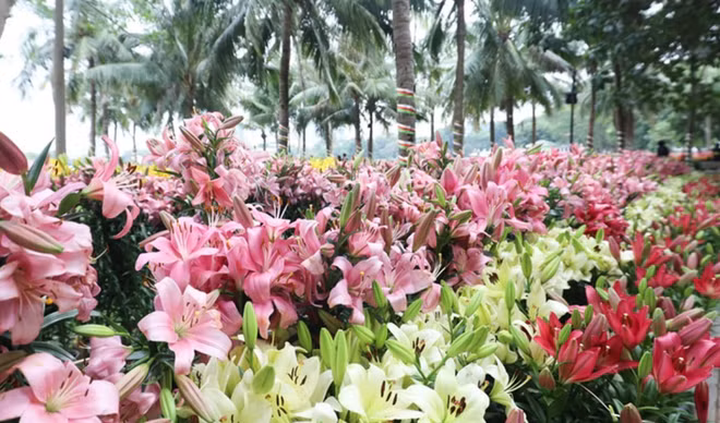 Hanoi Flower Land festival opens ảnh 2