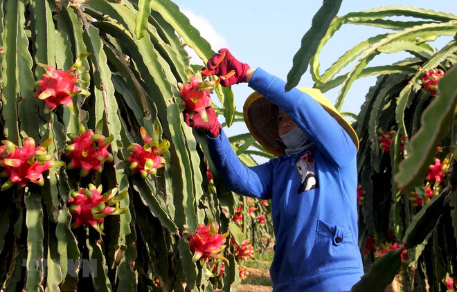 Fruit, vegetable exports reach 836 million USD in Q1 ảnh 1