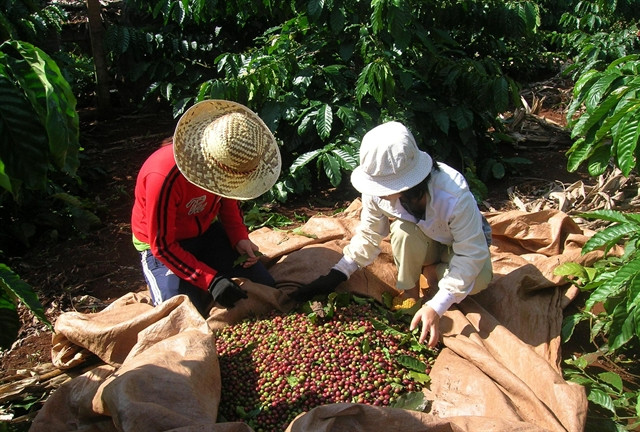 Coffee industry to face more losses in Q2 ảnh 1