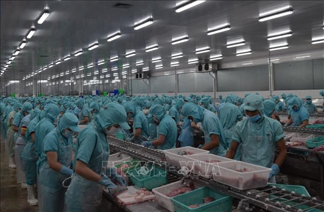 Dong Thap helps fish exporters amid lower demand during COVID-19 ảnh 1 Dong Thap helps fish exporters amid lower demand during COVID-19 ảnh 1