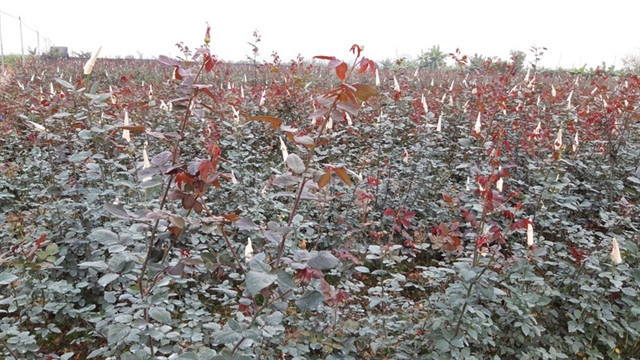 Coronavirus hits flower gardens ảnh 1 Coronavirus hits flower gardens ảnh 1