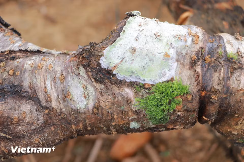 Peach trees are often carefully shaped, with moss-covered trunks and an ancient, bonsai-like appearance. (Photo: VietnamPlus)