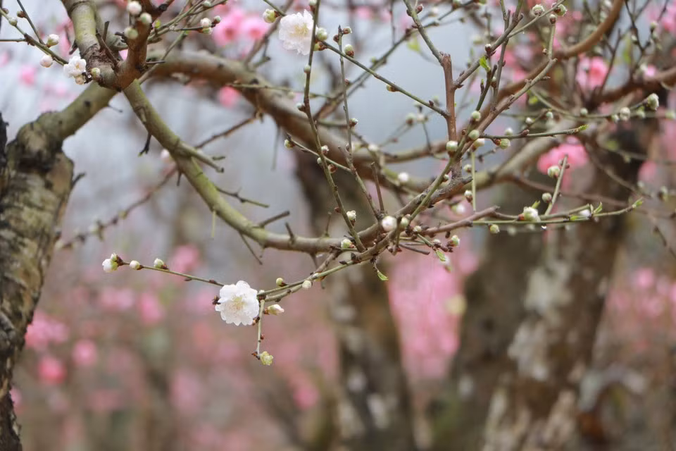 (Photo: VietnamPlus)