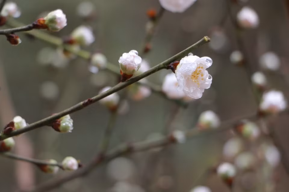 Double-petalled white peach blossoms resemble plum blossoms in colour but feature larger and denser flowers. (Photo: VietnamPlus)