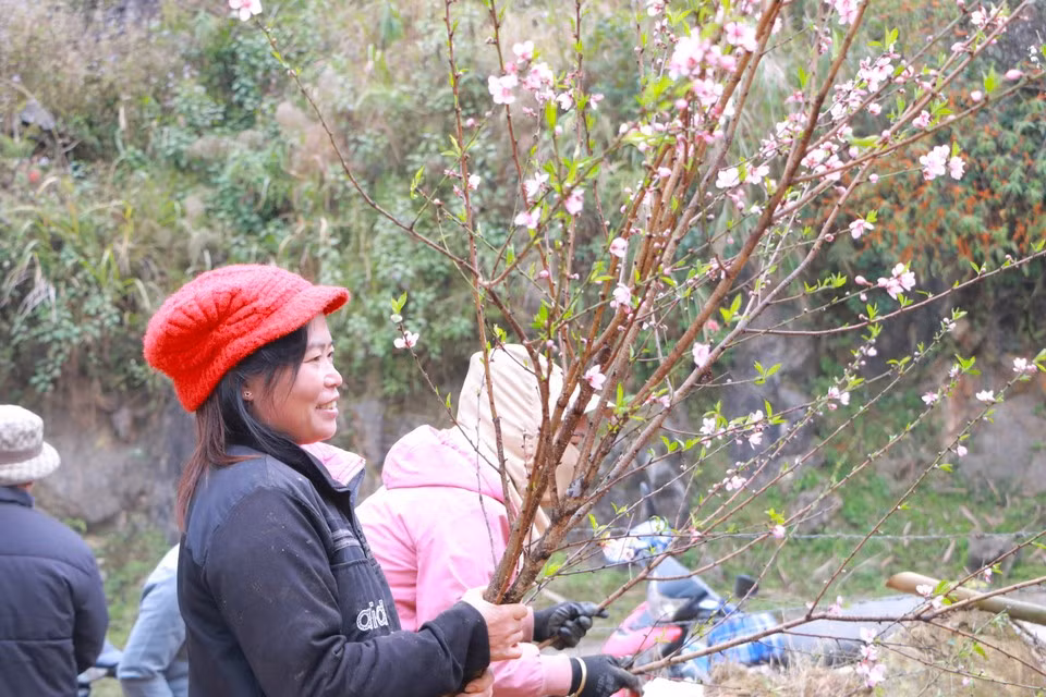 Peach growers also cut branches for sale to meet pre-Tet demand. (Photo: VietnamPlus)