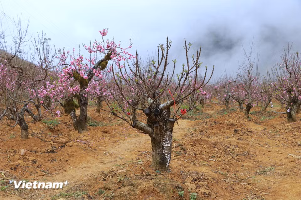 Thanks to the year-round cool climate and suitable soil conditions, splendid peach gardens can be seen in various localities in Lao Cai, namely Bao Thang, Sa Pa, Si Ma Cai and Bat Xat. Each tree is priced from several million to tens of millions of Vietnamese dong. (Photo: VietnamPlus)