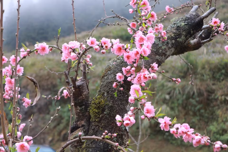 Peach blossoms are traditionally seen as a symbol signalling the old year passing and a new one arriving. (Photo: VietnamPlus)