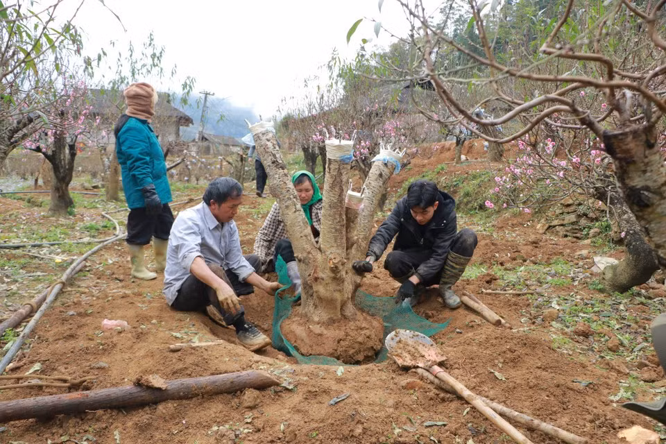 Another orchard owner, Giang A Pua, has also been busy in the final days of the year. He said that out of hundreds of peach trees, about half have already bloomed and can only be supplied to restaurants and hotels for pre-Tet displays. (Photo: VietnamPlus)