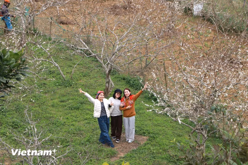 Bac Ha in Lao Cai province is renowned for its valleys blanketed in pure white plum blossoms during the season. However, this area is also ideal for growing peach trees. (Photo: VietnamPlus)