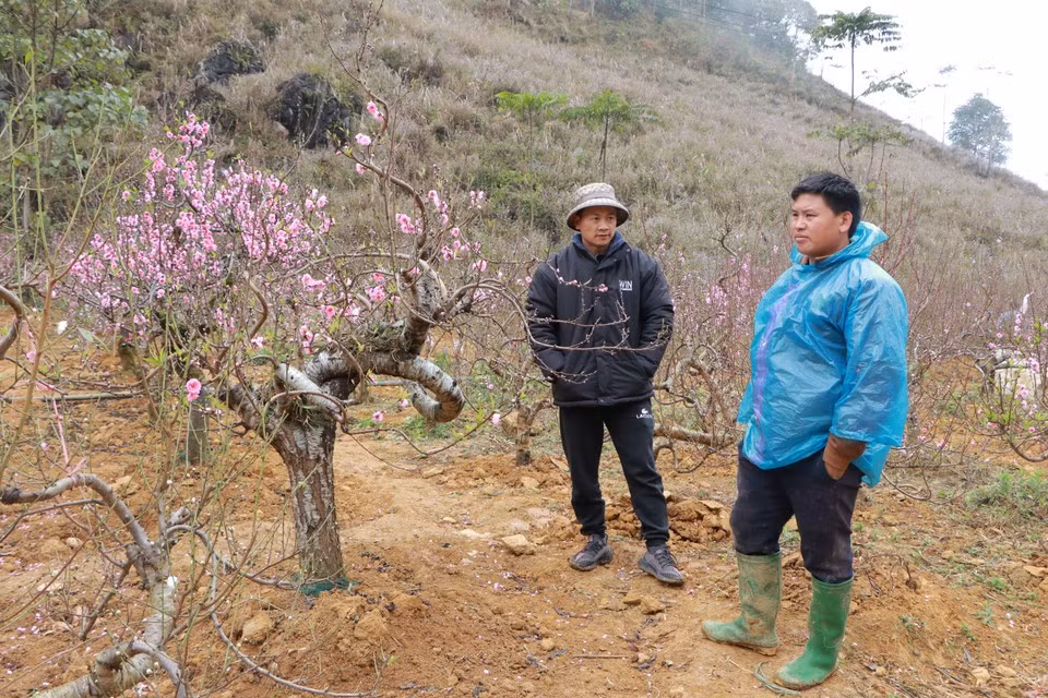Giang A Linh (right), a long-time peach grower in Lao Cai, said some customers have to withdraw their deposits because the trees have already flowered. “The lunar year 2025 had an intercalary month and high humidity, so when there was sunshine the peaches bloomed. About 50% have already flowered, and only around half can wait until Tet. In other years, we usually manage to keep 70% blooming on time,” he noted. (Photo: VietnamPlus)