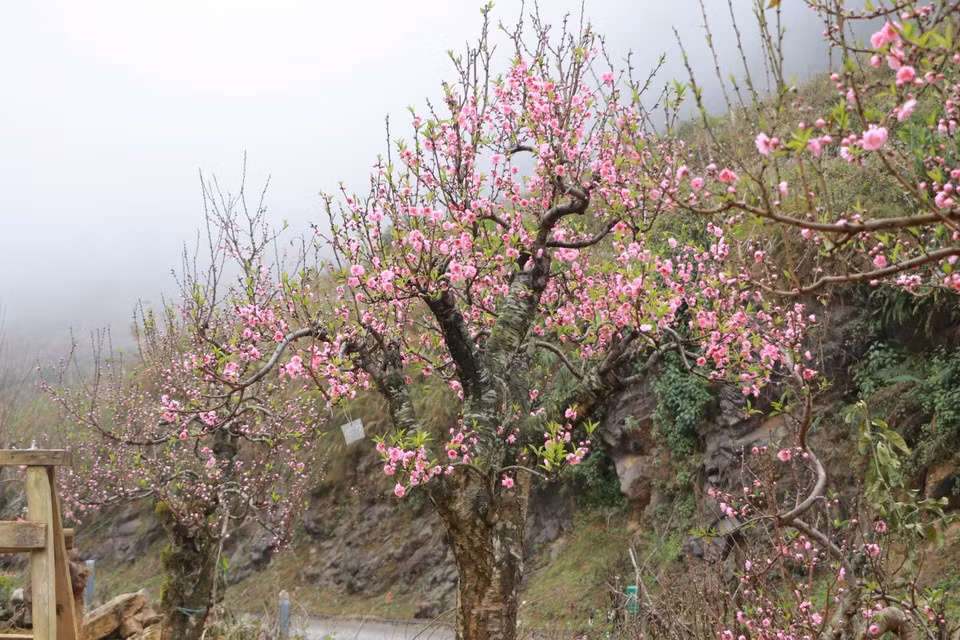 This year also signals a challenging trading season as 2025 had an intercalary sixth lunar month. As Tet comes late, peach blossoms have bloomed early. (Photo: VietnamPlus)