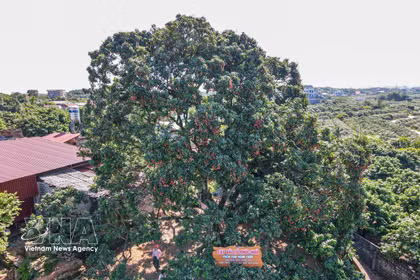 Century-old ancestral lychee tree draws visitors in Bac Ninh