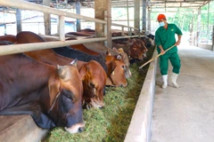 Halal market – Great potential for Southwest, Mekong Delta provinces