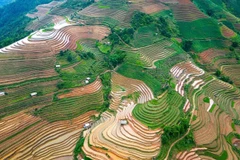 Mu Cang Chai terraced rice fields in the water-pouring season