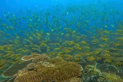 National reunification 50 years on: Con Dao - A journey of development