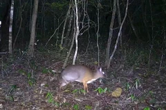 Ea So Nature Reserve announces biodiversity survey results