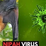 Weekly highlights: Health sector steps up preparedness against Nipah virus disease