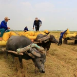 Timeless charm of the Mekong delta: Buffalo carts transporting rice in Dong Thap