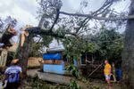 Trees fall during Typhoon Bualoi in Masbate province of the Philippines on September 26, 2025. (Photo: Xinhua/VNA)