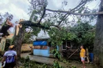 Trees fall during Typhoon Bualoi in Masbate province of the Philippines on September 26, 2025. (Photo: Xinhua/VNA)