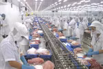 Workers process fish for export. (Photo: VNA)