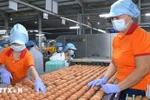 Workers package eggs at the factory of the QL Vietnam Agroresources Co. Ltd. (Photo: VNA)