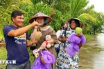 Visitors enjoy hands-on mango picking at orchards in Cam Lam commune, Khanh Hoa province. (Photo: VNA)